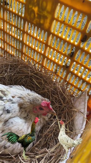 វីដេអូ​របស់ GoldenFarm Plus (@goldenfarm.plus) ជាមួយ original sound - GoldenFarm Plus