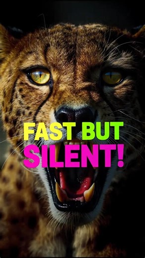 Why Cheetahs Can’t Roar 🐆