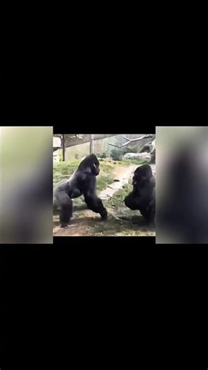 Animals intense fight#ghaffarbhai