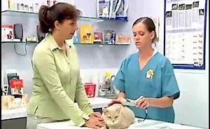 Advances In Pet Identification