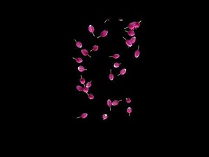 Nature Flower Tulip Falling Animation Green Screen and Black Screen Background Video Effects