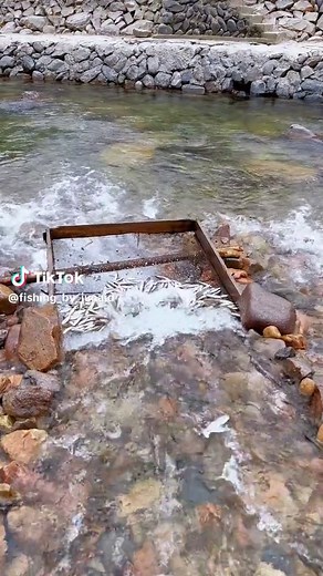 River Net Fishing with Junaid: Live Catch Techniques