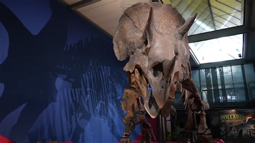 Das grösste Triceratops-Skelett der Welt steht im Sauriermuseum Aathal