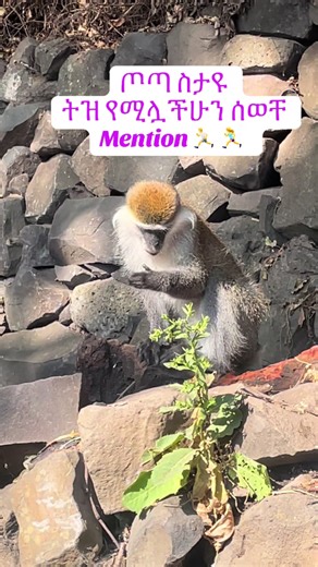 ጦጣ ስታዩ: ትዝ የሚሏችሁን ሰወቸ