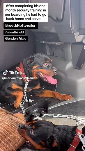 Effective Rottweiler Guard Dog Training Tips