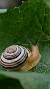 17K views · 90 reactions | Snail alone on leaf #rainforest #snail #insect #nature #leaf #green #crawl #beauty HA24223 | HAWI Studios | Facebook