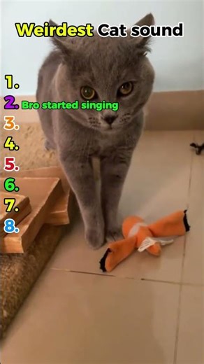 Ranking the Weirdest Cat Sounds Ever! #shorts