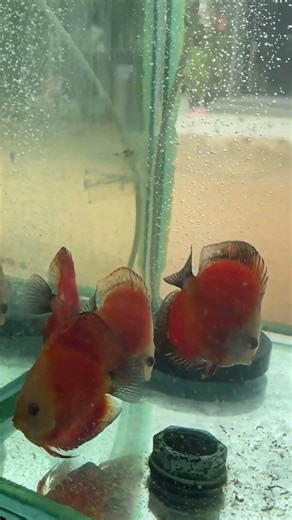 Red Discus Fish, LK House Fish Farm #aquariumfish