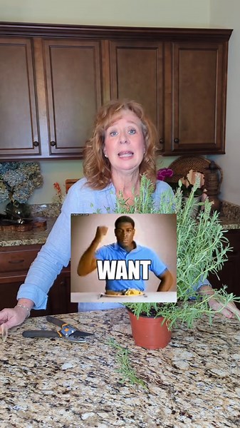 The secret to keeping lavender plants healthy and blooming