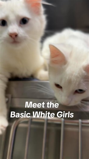 Meet the Basic White Girls - Brittnee, Tiffanie and Whitney #basicwhitegirls | Northshore Humane Society