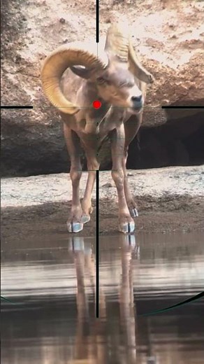 Mountain Goat Hunting | Caccia alla capra di montagna | Jacht op berggeiten