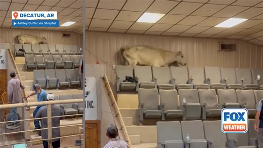 🐄 ‘UDDER’ CHAOS: Watch as a cow hoofed it up to the bleachers of a livestock auction in Decatur, Arkansas, smashing parts of the roof and sending attendees scrambling around the sale ring. https://www.foxweather.com/lifestyle/cow-escapes-auction-sale-ring-arkansas-video | FOX Weather