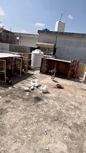 420K views · 6.9K reactions | Kisi ka pigeon hamari chat pe a gya #Foryou #minivlog #petsvlog | Birds Animal Planet | Facebook