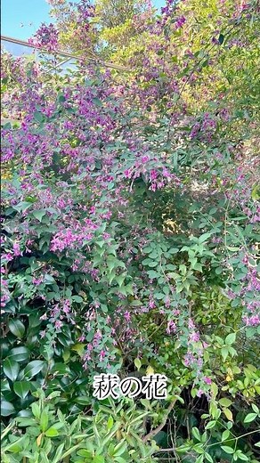 萩の花のご紹介です。是非、最後までご覧ください。#萩#萩の花#plants #flowers #陶芸#苔玉#植物#pottery #鉢#植木鉢#姫路#姫路市#兵庫県#plant #flower
