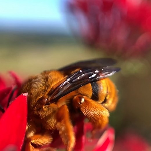 Teddy Bear Bees (Amegilla) are native Australian bees. Teddy Bear Bees have golden brown colouring and range from 15-20mm in length. They are native solitary bees and they make small shallow burrows in soil or eroded banks. They are kind of like Australia's version of a bumblebee 🐝💛 Here you can see a Teddy Bear Bee collecting nectar from Pentas flowers, and while doing that she is also pollinating the plant 🌱💚 The bee is lured to the flower for a sugary drink of nectar and while doing that