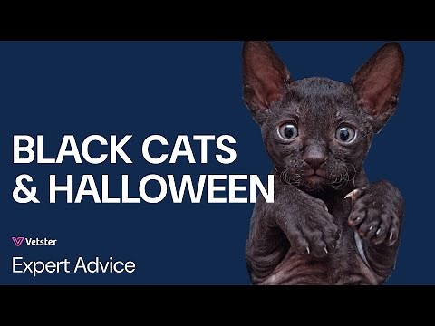 Black Cats & Halloween: Origin, Mystery and Unique Spooky Cat Names