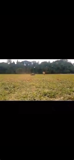 1.1M views · 45K reactions |  Malinois VS RC-Car! Na wer wird das Rennen machen?! Hundepfoten oder Pferdestärken? Zeigt uns eure Hunde beim sprinten!  Malinois VS RC-Car! Who will make the race?! Horsepower or dog paws? Show us your runners! | IQ Dogsport | Facebook