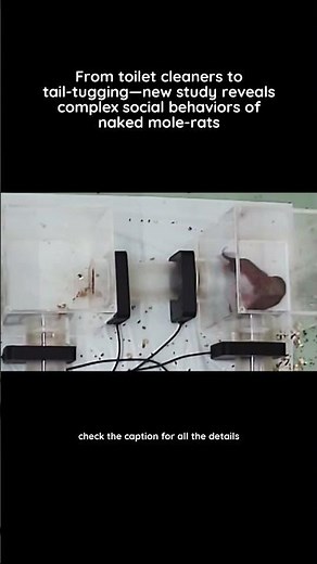 Automated tracking uncovers seven distinct behavioral roles in naked mole-rat colonies