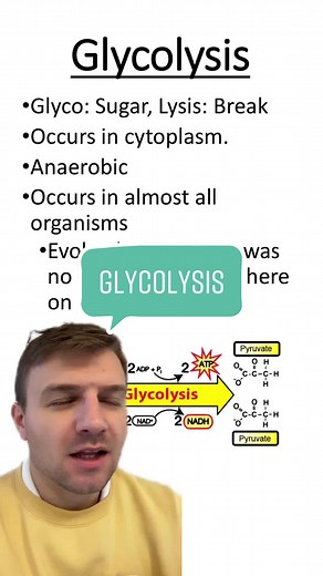 Glycolysis #glycolysis #biology #apbiology #apbio #glycolysis #cellularrespiration #greenscreen