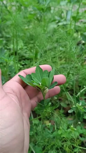Konsi Methi Konsi? 🤔🌱 #shorts #garden #gardening