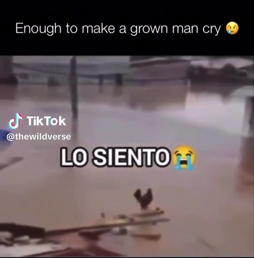 Wilson! Lo Siento! - The Viral Chicken Raft Meme