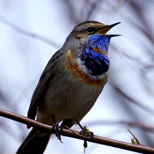 4K views · 681 reactions |  Take a moment to enjoy the beautiful song of this Bluethroat | Birdfact | Facebook