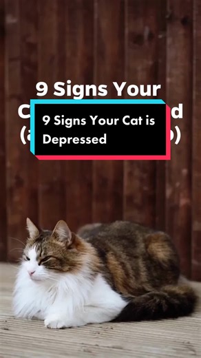 Spotting Signs of Depression in Cats