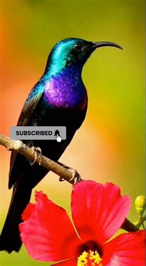 Relaxing Morning Birds in Forest | Wild Birds 8K, Calm Bird Songs & Nature Sounds