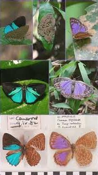 🦋³◇³ Sumatran Gem (Pseudodipsas sumatrae) in Gossamer-Winged Butterfly Family (Lycaenidae)