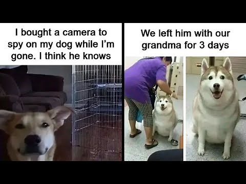 😍 Stress? Gone! These Cute Dog Memes Will Melt You in Seconds 🐶🔥