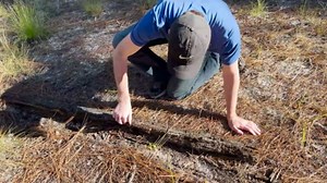 Watch what happens when a wolf spider prepares to defend itself