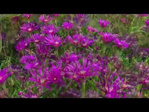 Plant Profile: Ice Plant - Delosperma cooperi