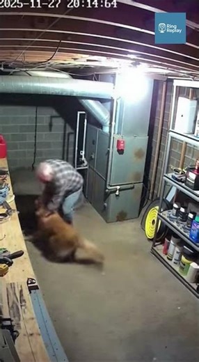 Golden Retriever Drags Owner to Safety Seconds Before Basement Furnace Explodes