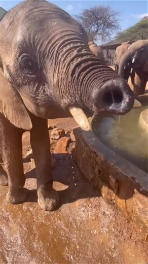 Why Is This Elephant's Trunk So Short? #shorts