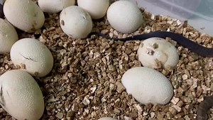 20 reactions · 9 comments | Finally our Black Tailed Cribo eggs started hatching a couple days ago! 朗 They took their time, but well worth the wait! 殺 #blacktailedcribo #blacktailcribo #blacktailcribos #cribo #cribosnake #drymarchon #drymarchonmelanurus #colubrid #colubrids #colubridsofinstagram #colubridae #colubridsnake #snake #snakes | Exeter Exotics | Facebook