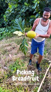 This is how we pick bread-fruit in St. Vincent and the Grenadines! What do you call this fruit? #stvincentandthegrenadines #caribbean #breadfruit #tropical | Kemron Lindon Bacchus