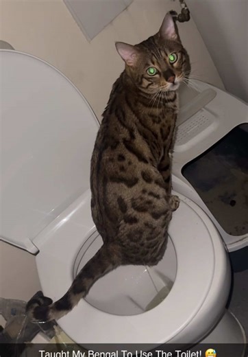 How I Trained My Bengal Cat to Use the Toilet