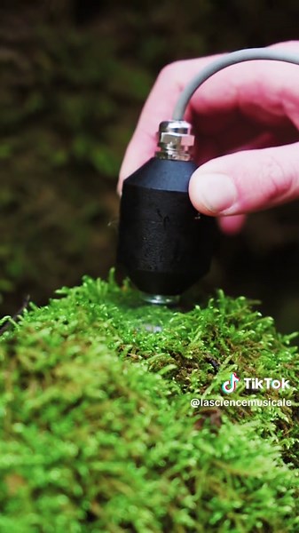Sound of Moss: Capturing Nature's Hidden Ecosystem
