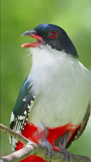 The majestic Cuban Trogon, Cuba’s national bird 🇨🇺❤️ #cuba #cubanos #birds #birdsofcuba #nature