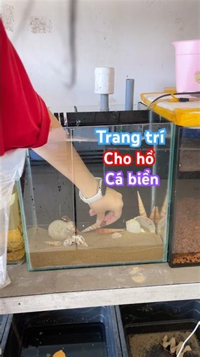 Trang trí cho hồ cá biển #tranfish #pet #fish #aquarium #pets