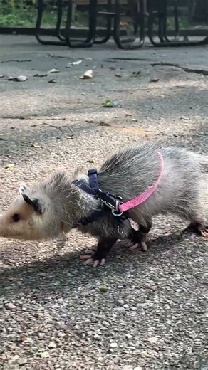 Meet Cricket the Opossum at John Ball Zoo