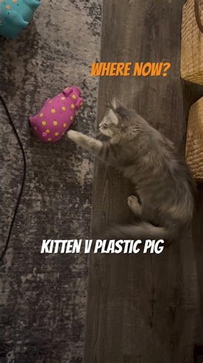 Kitten V Plastic Pig