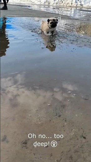 My Pug Splashing in Puddles Like Crazy! 💦😂