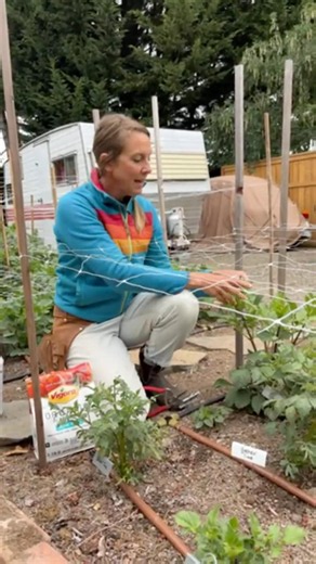 Live highlight: How to Help Your Dahlias Grow More Flowers