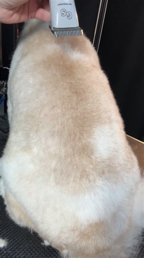 Abbie is back with the Groomsaber D-Series Master Grooming Bundle She walks you through the different blades, highlights the precision guard combs, and reminds that replacement cutters are also available One powerful bundle—clipper, blades, combs—all in one. Built for pro-level results and everyday reliability Upgrade your grooming setup with the @groomsaber D-Series Master Grooming Bundle today | Groomsaber