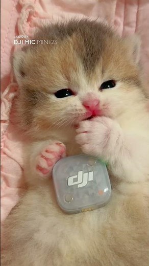 【猫動画】音量を上げて、癒される準備をしてね✨ 子猫に心を奪われる瞬間🐱 #DJIMicMini2S