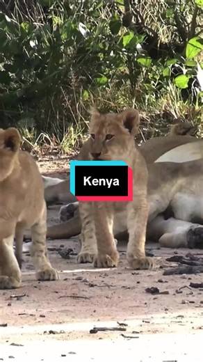 Experience the Thrill of Safari Adventures in Kenya