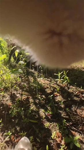 12K views · 275 reactions | Ros sings like the birds | Ros Adventure Cat | Facebook