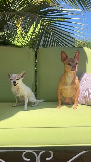 That awkward lull in conversation when you’re entertaining guests. Pickles from @gidgetthechi is visiting! We can all take notes from her sunbathing skills. She and her brother Louis will be here for a week⭐️ #afullhousefeelsgood #rescuedismyfavouritebreed #vitaminChi | Jem and the Misfits