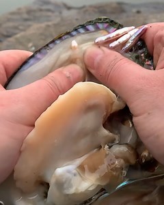 The rare process of opening clams for pearls! | Simple ideas